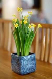 Daffodils-2-resized-200x300 What To Expect When Recovering From Cancer