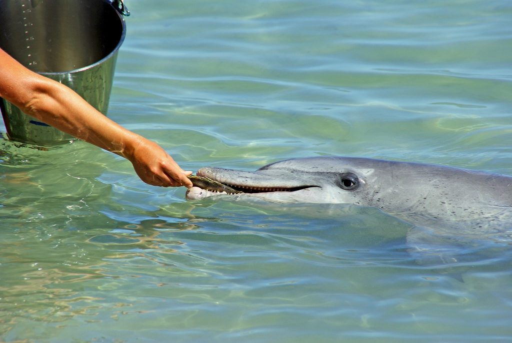 dolphin-1209822_1920-1024x685 52 Things in 52 Weeks